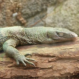 Mangrove monitor -ZooParc de Beauval (2025)