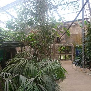 "La Serre des Gorilles" view -ZooParc de Beauval (2025)