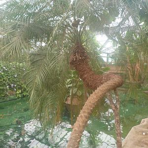 "La Serre des Gorilles" view -ZooParc de Beauval (2025)