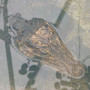 Dwarf crocodile -ZooParc de Beauval (2025)