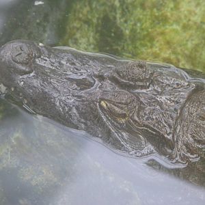 Spectacled caiman -ZooParc de Beauval (2025)