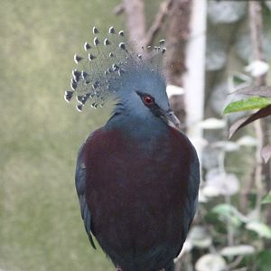 Victoria crowned-pigeon -ZooParc de Beauval (2025)