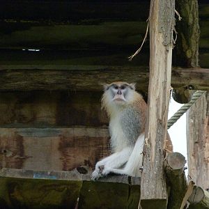 Patas monkey -ZooParc de Beauval (2025)
