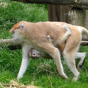 Patas monkeys -ZooParc de Beauval (2025)