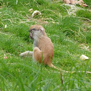 Patas monkey -ZooParc de Beauval (2025)