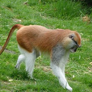 Patas monkey -ZooParc de Beauval (2025)