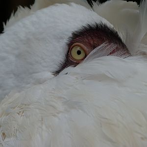 Siberian crane -ZooParc de Beauval (2025)