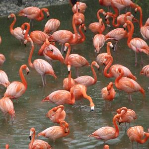 Caribbean flamingoes -ZooParc de Beauval (2025)