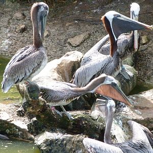 Eastern brown pelicans -ZooParc de Beauval (2025)
