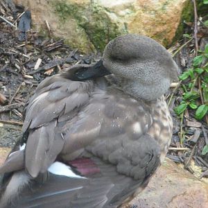 Patagonian crested duck -ZooParc de Beauval (2025)