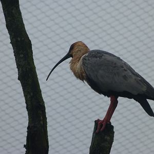 Black-faced ibis -ZooParc de Beauval (2025)