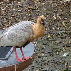 Black-faced ibis -ZooParc de Beauval (2025)