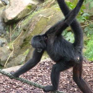 Colombian black spider monkey -ZooParc de Beauval (2025)