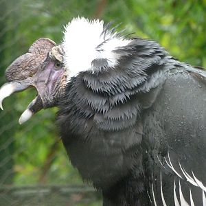 Andean condor -ZooParc de Beauval (2025)