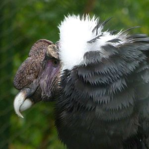 Andean condor -ZooParc de Beauval (2025)