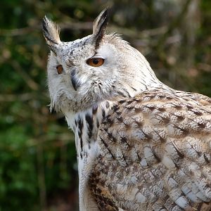 Siberian eagle-owl -ZooParc de Beauval (2025)