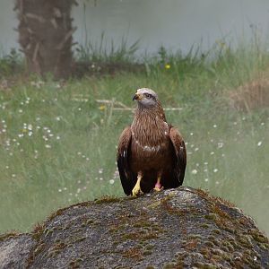 Red kite -ZooParc de Beauval (2025)