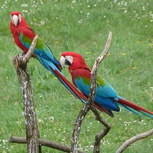 Green-winged macaws -ZooParc de Beauval (2025)