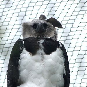 Harpy eagle -ZooParc de Beauval (2025)