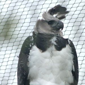 Harpy eagle -ZooParc de Beauval (2025)