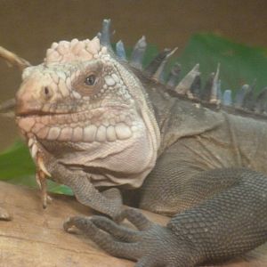 Lesser Antillean iguana -ZooParc de Beauval (2025)