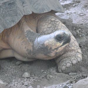 Radiated tortoise -ZooParc de Beauval (2025)