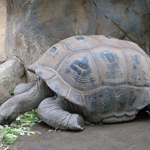 Aldabra giant tortoise -ZooParc de Beauval (2025)