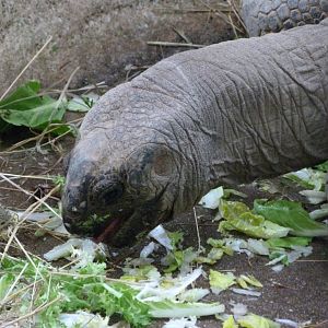 Aldabra giant tortoise -ZooParc de Beauval (2025)