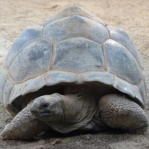 Aldabra giant tortoise -ZooParc de Beauval (2025)