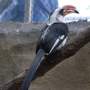 Von der Decken's hornbill -ZooParc de Beauval (2025)