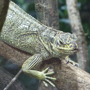 Philippine sailfin lizard -ZooParc de Beauval (2025)