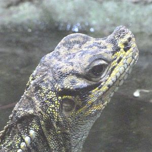 Philippine sailfin lizard -ZooParc de Beauval (2025)