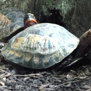 Bourret's box turtle -ZooParc de Beauval (2025)