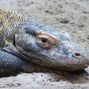 Komodo dragon -ZooParc de Beauval (2025)