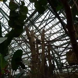 Red-shanked douc exhibit -ZooParc de Beauval (2025)