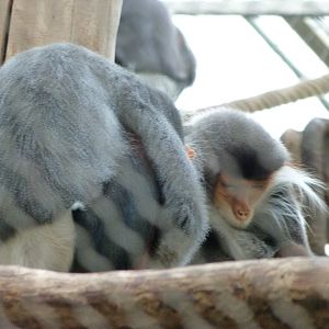 Red-shanked doucs -ZooParc de Beauval (2025)