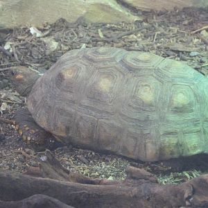 Yellow-footed tortoise -ZooParc de Beauval (2025)