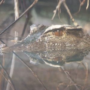 Smooth-fronted caiman -ZooParc de Beauval (2025)