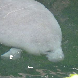 Antillean manatee -ZooParc de Beauval (2025)