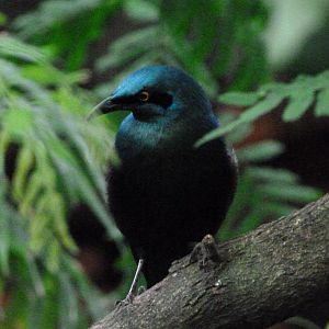 Great blue-eared glossy-starling -ZooParc de Beauval (2025)