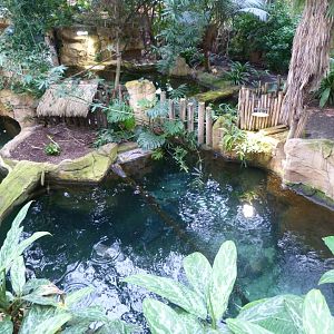 Tomistoma exhibit -ZooParc de Beauval (2025)