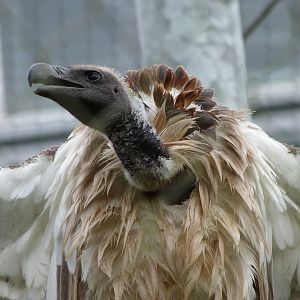African white-backed vulture -ZooParc de Beauval (2025)