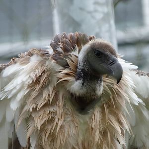 African white-backed vulture -ZooParc de Beauval (2025)