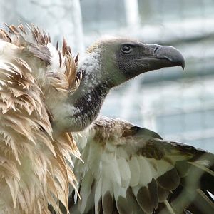 African white-backed vulture -ZooParc de Beauval (2025)