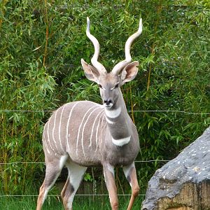 Southern lesser kudu -ZooParc de Beauval (2025)