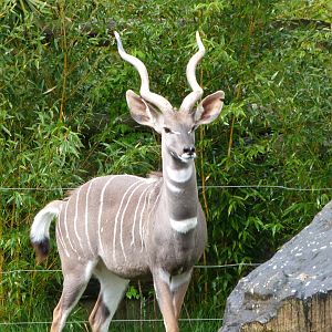 Southern lesser kudu -ZooParc de Beauval (2025)