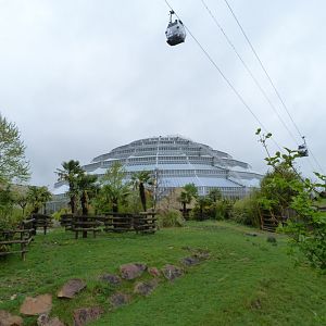 Mountain bongo and Wattled crane exhibit -ZooParc de Beauval (2025)