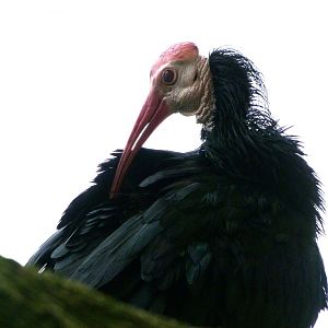 Southern bald ibis -ZooParc de Beauval (2025)
