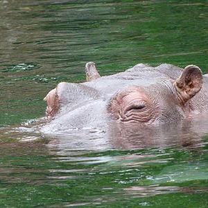 Common hippopotamus -ZooParc de Beauval (2025)