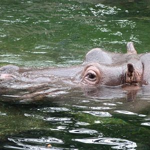 Common hippopotamus -ZooParc de Beauval (2025)